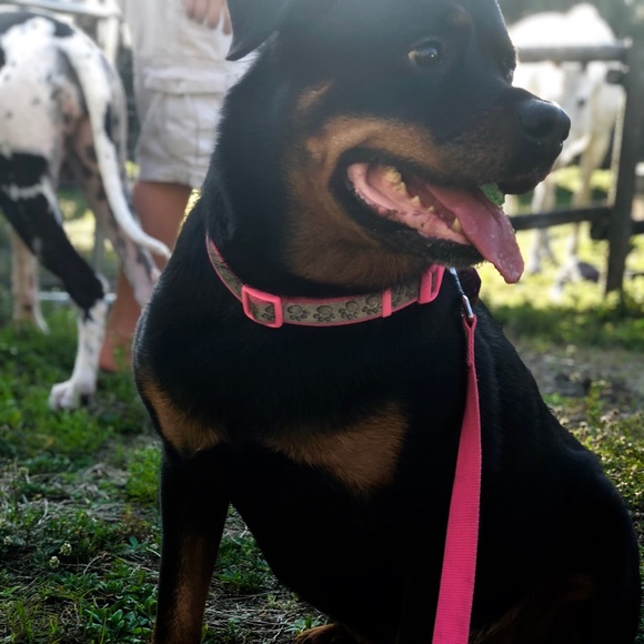 Meet your Posher, Lyneรฉ - Picture 2 of 3